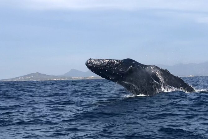 Humpback Whale Watching • Private Tour • Punta Mita - Captain-Led Search: How They Find Humpbacks Without Rushing