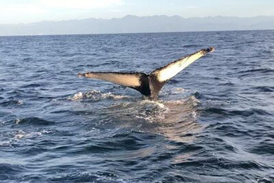 Humpback Whale Watching • Private Tour • Punta Mita - Where You Board in Punta Mita and What to Know Right Away