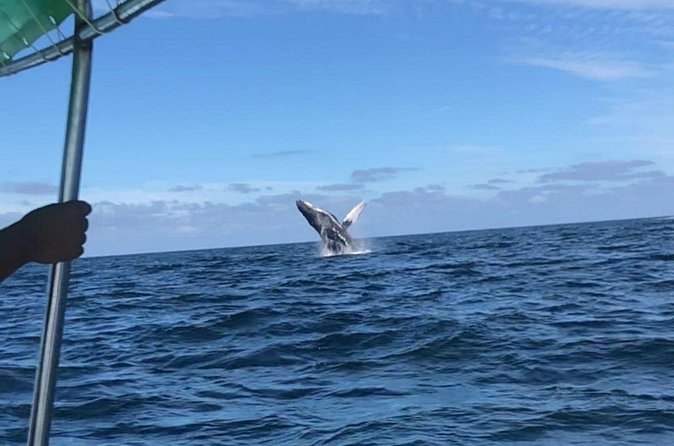 Humpback Whale Watching • Private Tour • Punta Mita - What You Might See Up Close (Breaths, Fins, Tails, and Jumps)