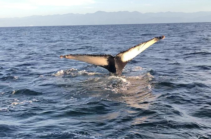 Humpback Whale Watching • Private Tour • Punta Mita - On the Water With an English Guide: Calm Viewing Over Chaos