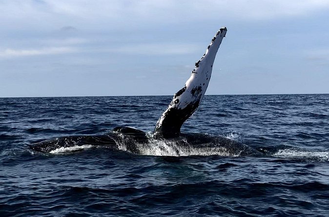 Humpback Whale Watching • Private Tour • Punta Mita - Drinks, Comfort, and the On-Board Details That Add Up