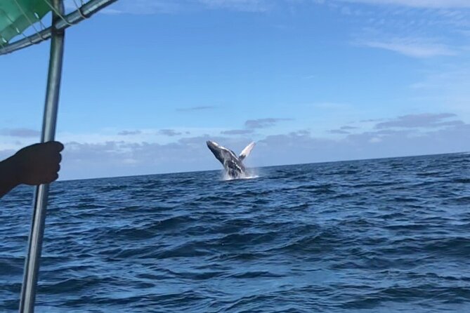 Humpback Whale Watching • Private Tour • Punta Mita - Price and Value: $297.86 per Group Up to 8