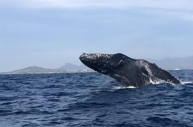 Humpback Whale Watching • Private Tour • Punta Mita - Planning Timeline: When to Book for Punta Mita Whale Watching