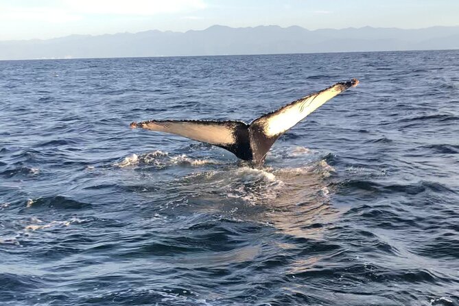 Humpback Whale Watching • Private Tour • Punta Mita - Where You Board in Punta Mita and What to Know Right Away
