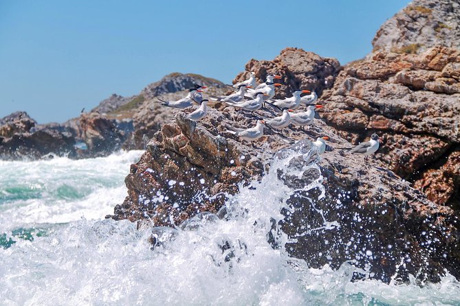 Marietas Hidden beach trip from Puerto Vallarta - The Hidden Beach Swim-In: The Part You Must Get Right