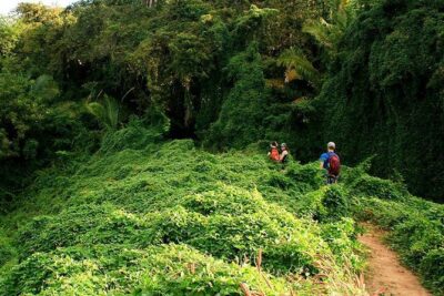 Monkey Mountain Jungle Hike Adventure - Small-Group Energy: Max 12 People, English Guides, Real Attention