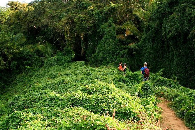 Monkey Mountain Jungle Hike Adventure - Small-Group Energy: Max 12 People, English Guides, Real Attention