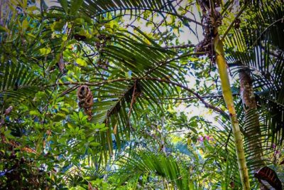 Private 4 hour Hiking Adventure + Breakfast in Nogalito Ecopark - The 3 km jungle trail: what you’ll do on the hike