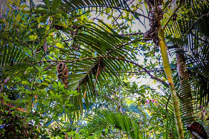 Private 4 hour Hiking Adventure + Breakfast in Nogalito Ecopark - The 3 km jungle trail: what you’ll do on the hike