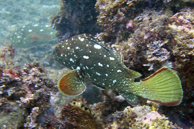 Private Snorkeling Adventure: Los Arcos & Colomitos Beach - What makes this tour feel different: private size, calm timing, and a real guide