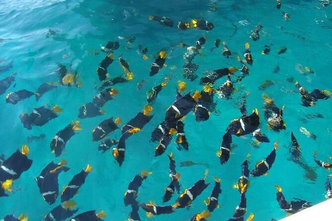 Private Snorkeling Tour to Los Arcos - Where you meet: Marina Vallarta plus one cruise-ship wrinkle