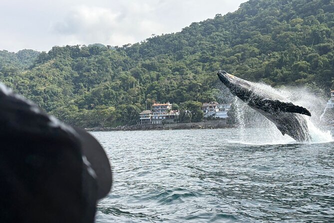 Private Tour 3 Hours of Whale Watching - Key Things You’ll Notice Right Away