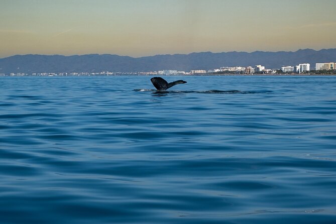 Private Tour 3 Hours of Whale Watching - Bay of Banderas: Following Dolphins to Find Whales