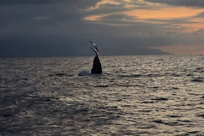 Private Tour 3 Hours of Whale Watching - When to Book and How Weather Changes the Day