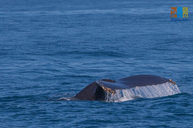 Private Whale watching Puerto Vallarta - Key highlights you’ll feel on the water