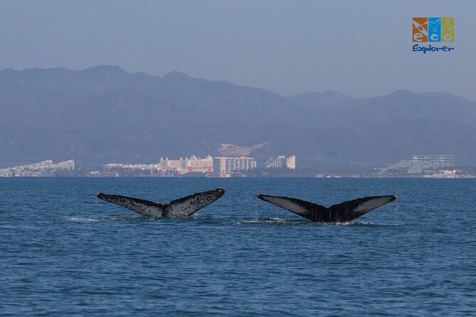 Private Whale watching Puerto Vallarta - The 11:30am plan: what 3 hours looks like in real time