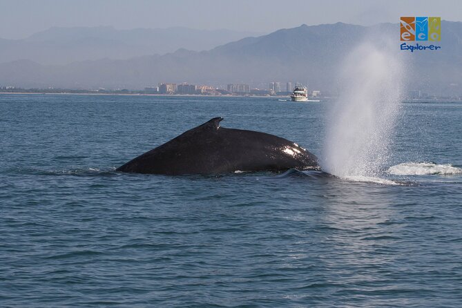 Private Whale watching Puerto Vallarta - Cruising across Banderas Bay and watching behavior, not just bodies