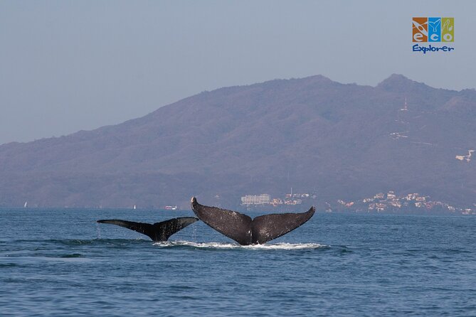 Private Whale watching Puerto Vallarta - Guides: the named pros who get you close while staying respectful