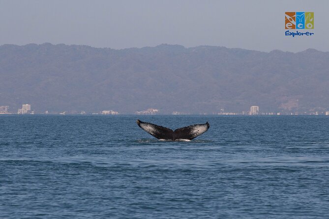 Private Whale watching Puerto Vallarta - What’s included (and what it means for your day)