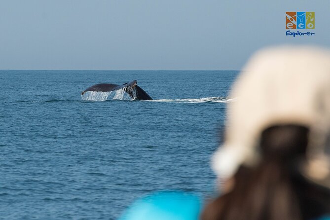 Private Whale watching Puerto Vallarta - Price and value: $650 per group up to 6