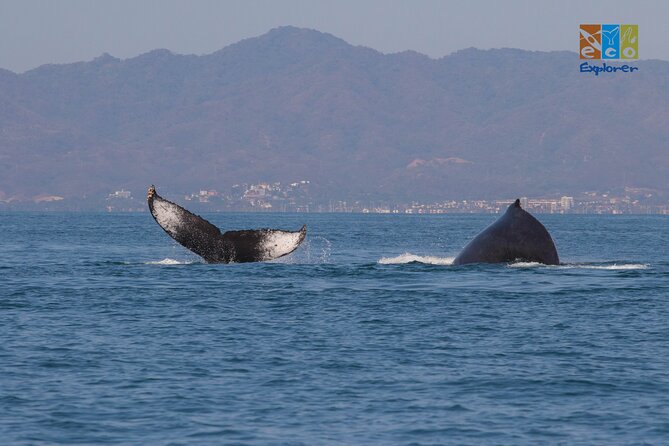 Private Whale watching Puerto Vallarta - When you should go: weather matters and you’ll feel it