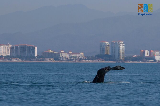 Private Whale watching Puerto Vallarta - Stop 1: Eco Explorer Vallarta for dolphins, turtles, and mantas