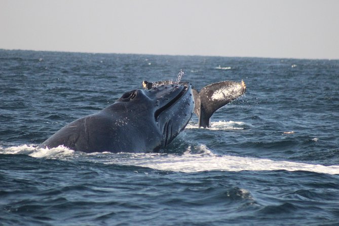 Private Whale Watching Tour in Puerto Vallarta - Key highlights you’ll care about