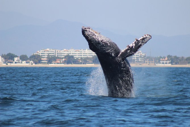 Private Whale Watching Tour in Puerto Vallarta - The winter season that makes Puerto Vallarta whale watching work