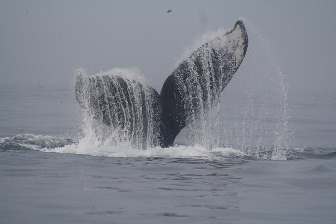 Private Whale Watching Tour in Puerto Vallarta - Boarding the boat: speed, comfort, and the “responsible closeness” rhythm