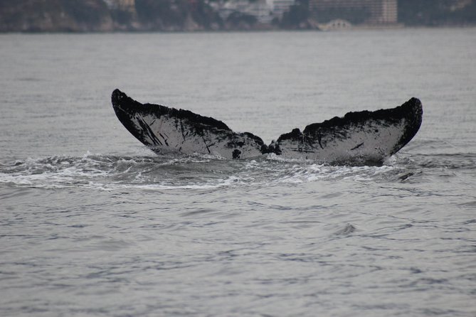 Private Whale Watching Tour in Puerto Vallarta - Whale watching isn’t the whole story: what the guide teaches on the water