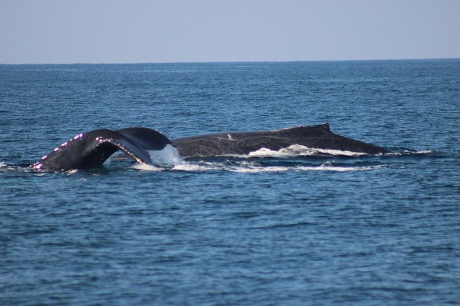 Private Whale Watching Tour in Puerto Vallarta - Lunch on the water: the 360° marine-view break you’ll remember