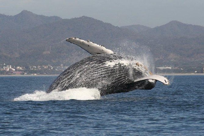 Private Whale Watching Tour in Puerto Vallarta - Who should book this private whale watch in Puerto Vallarta?
