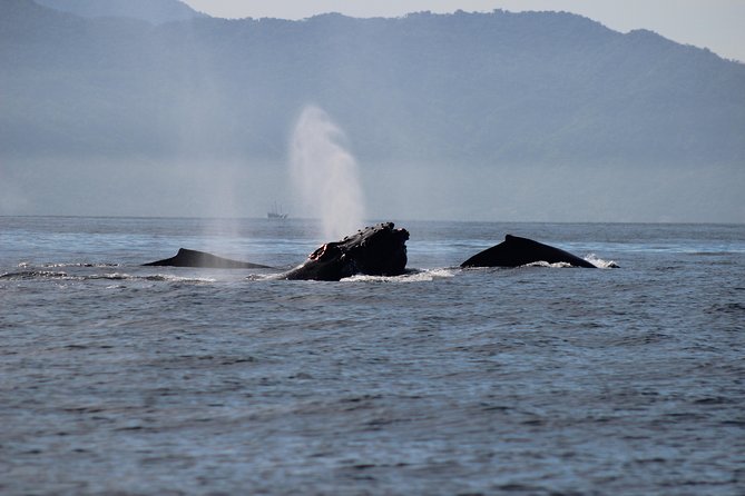 Private Whale Watching Tour in Puerto Vallarta - Price and value: what $760 per group really covers