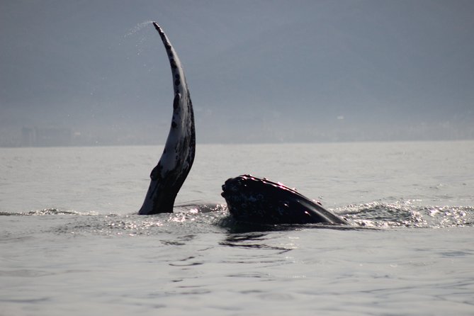 Private Whale Watching Tour in Puerto Vallarta - Where you meet at Marina Vallarta (and why it’s easier than it sounds)