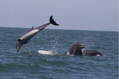 Private Wild Dolphin Encounter in Puerto Vallarta - The bay hunt: cruising for resident pods of bottlenose dolphins