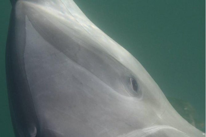 Private Wild Dolphin Encounter in Puerto Vallarta - Price and value: $675.33 per group makes sense in the right setup
