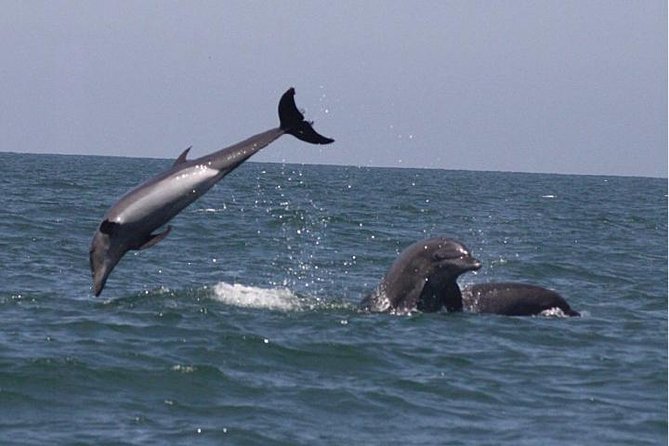Private Wild Dolphin Encounter in Puerto Vallarta - The bay hunt: cruising for resident pods of bottlenose dolphins
