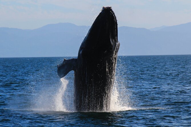 Private Yacht Charter on ChicaFun 1 Waterslides all inclusive - Colomitos: the small, scenic beach stop