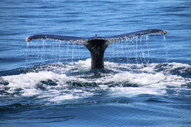 Private Yacht, Sightseeing, Snorkeling and Private beaches - Who This Puerto Vallarta Yacht Trip Suits Best