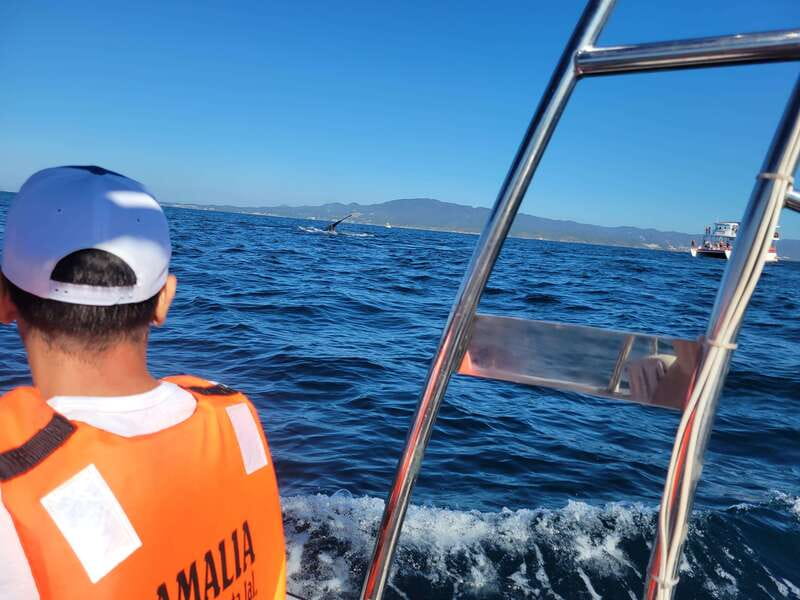 Puerto Vallarta: 3-Hour Whale Watching and Snorkeling - Key Things to Know Before You Go