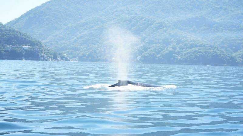 Puerto Vallarta: 3-Hour Whale Watching and Snorkeling - Snorkeling Plans and Gear: The Part You Should Confirm