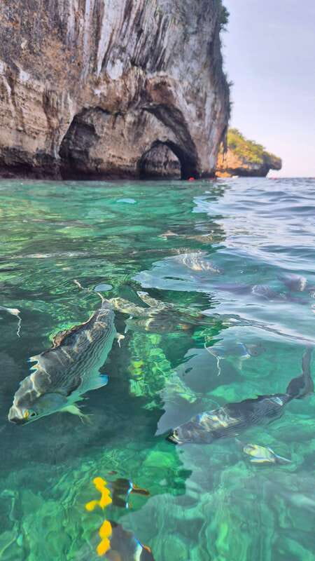 Puerto Vallarta: 3-Hour Whale Watching and Snorkeling - The Garden Stroll and Local Flavors: Why the Land Stop Isn’t Just Extra