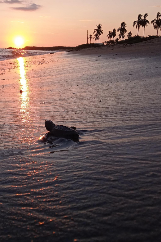 Puerto Vallarta: Baby Turtle Release in Conservation Area - Key things to know before you go