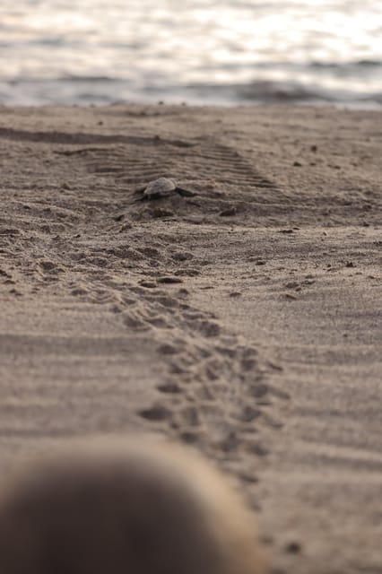 Puerto Vallarta: Baby Turtle Release in Conservation Area - What to bring (and what to skip) for a smooth release day