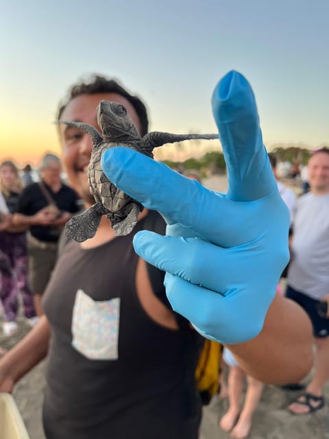 Puerto Vallarta: Baby Turtle Release in Conservation Area - Olive ridley turtle release in Puerto Vallarta: what you’re really signing up for