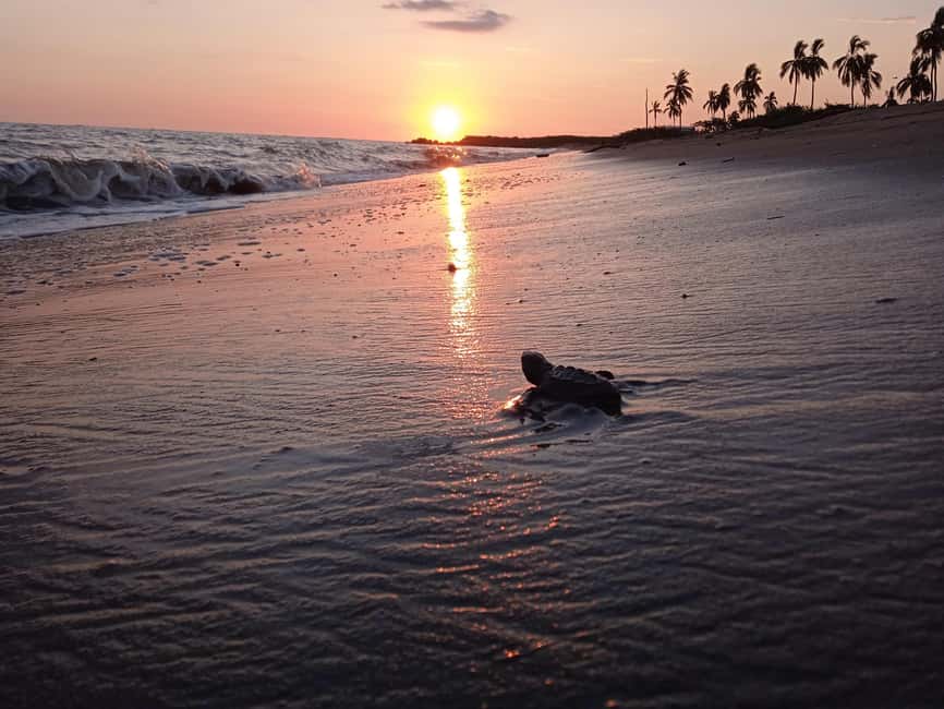 Puerto Vallarta: Baby Turtle Release in Conservation Area - The walk to camp: why those 15 minutes matter