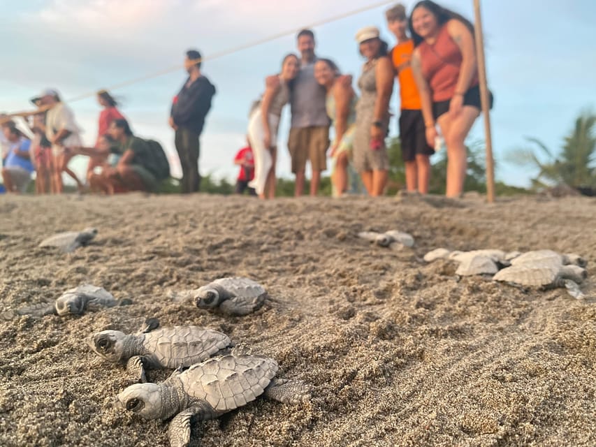 Puerto Vallarta: Baby Turtle Release in Conservation Area - Campsite class: eggs, incubation, and the olive ridley life cycle