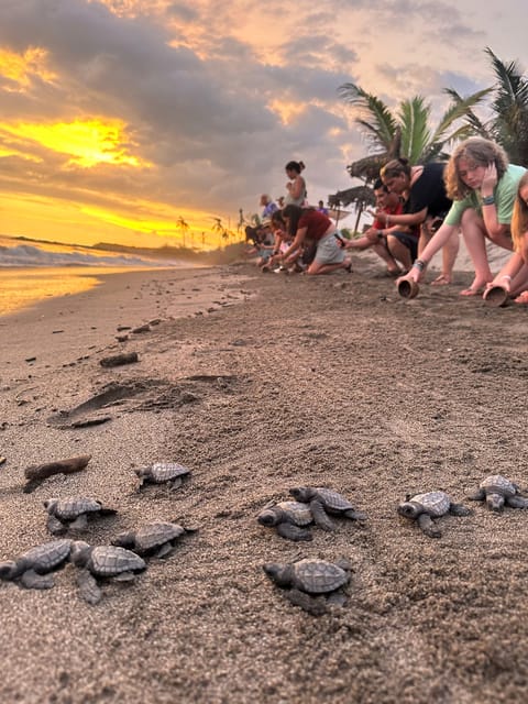 Puerto Vallarta: Baby Turtle Release in Conservation Area - Wildlife viewing on the grounds: seeing conservation in action
