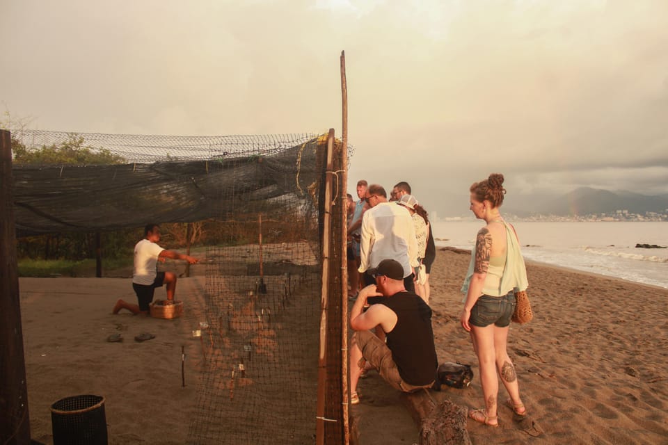 Puerto Vallarta: Baby Turtle Release in Conservation Area - Sunset hatch watch: the moment baby turtles emerge