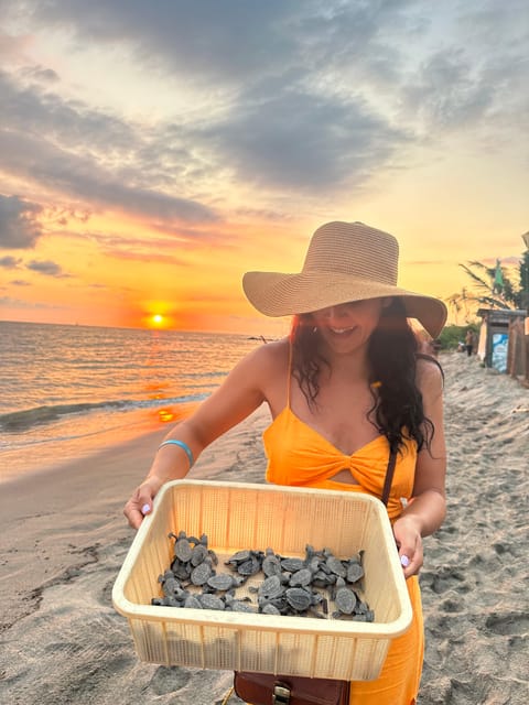 Puerto Vallarta: Baby Turtle Release in Conservation Area - Price and value: is $40 a fair deal?